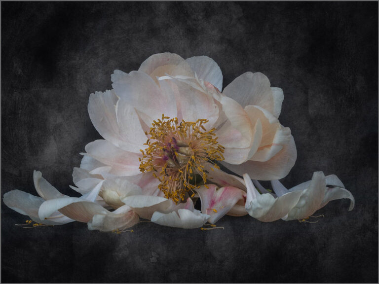 Robin Price - Fading Glory